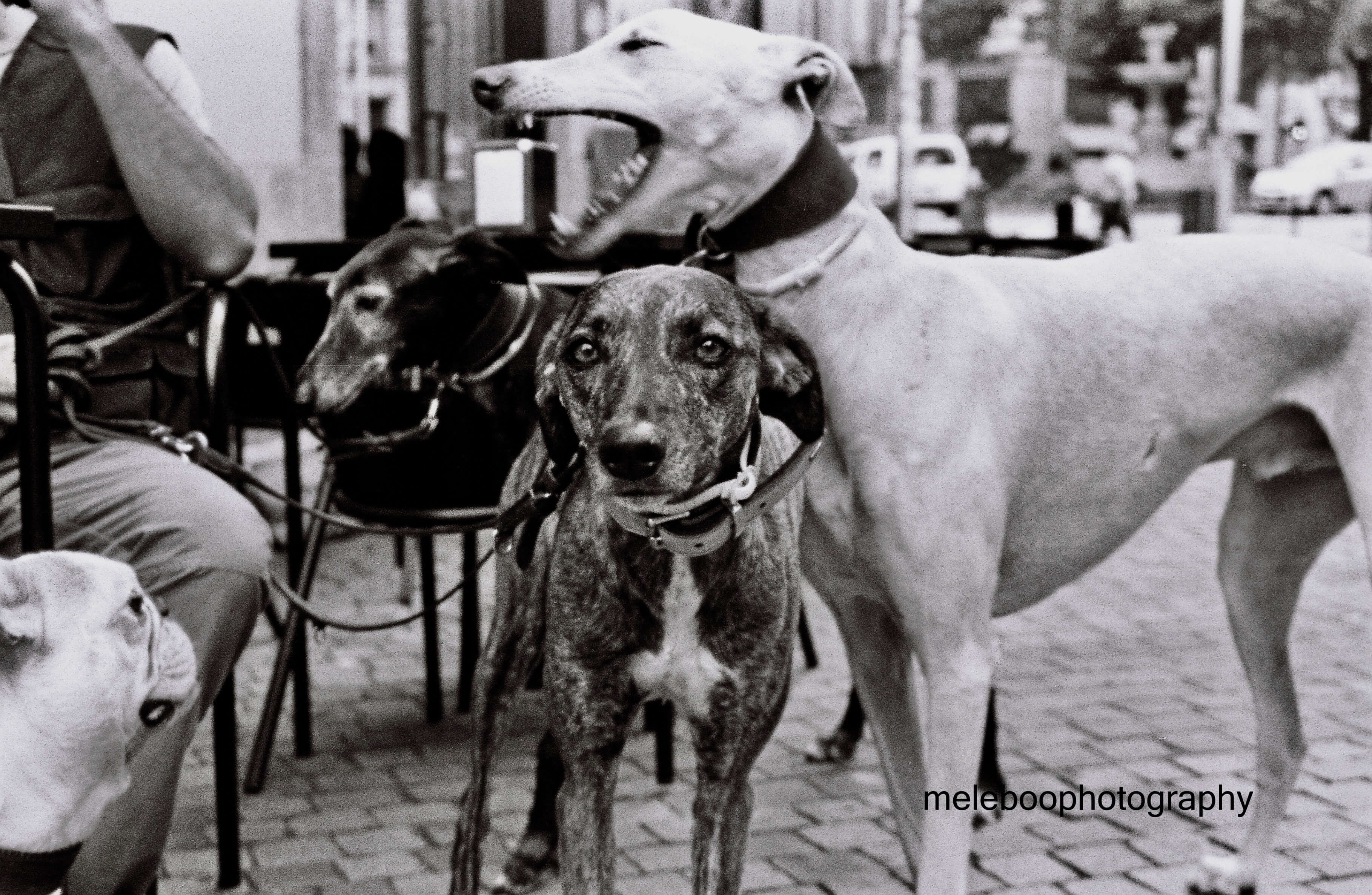 three dogs
