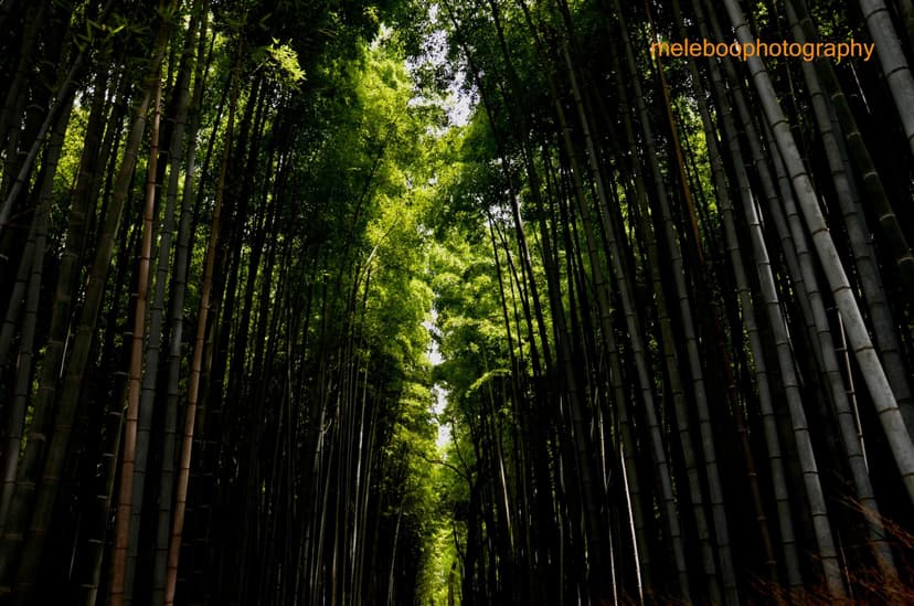 Bamboo forest in Kyoto