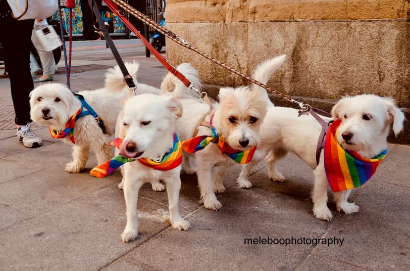 dogs with rainbow scarves