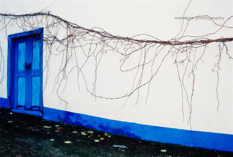 blue door and vine 1